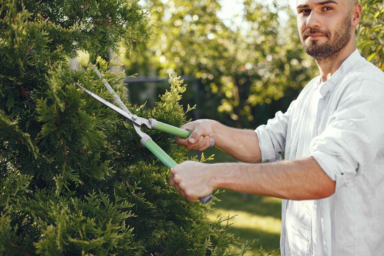 Best Emergency Storm Tree Removal  in Highland Beach, FL